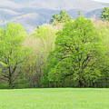 Trees in Spring Green Color