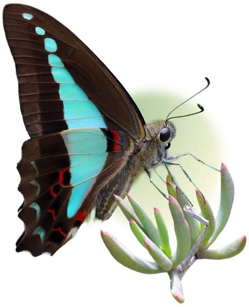 Adult Butterflies or Moths