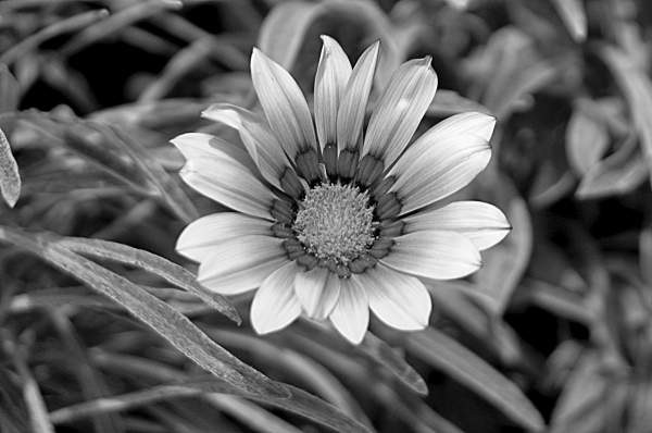 Photography Only Images Of A Single Flower In Black And White Contest