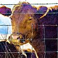 ArT diSTrict - Farm Animals