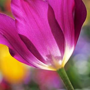 Art Of The Tulip
